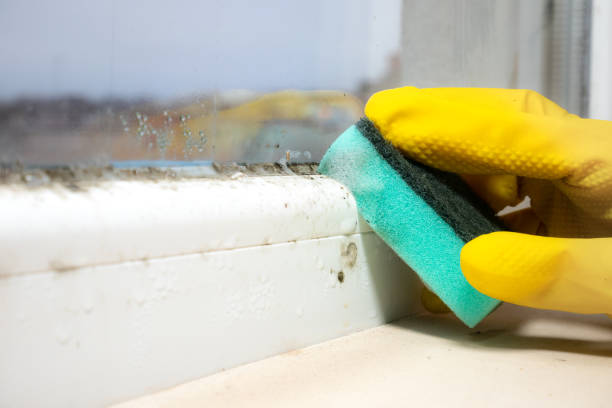 Best Environmental Consulting for Mold Prevention  in Harriman, TN